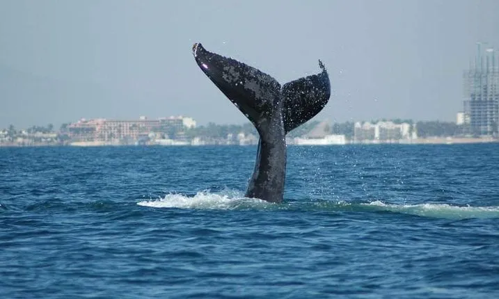 Whale watching tour