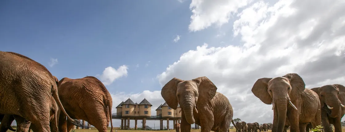 Ngutuni and Salt Lick 2-Day Safari from Mombasa