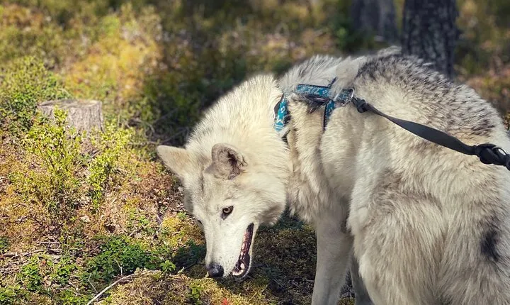 Into the Woods... - Private Tour