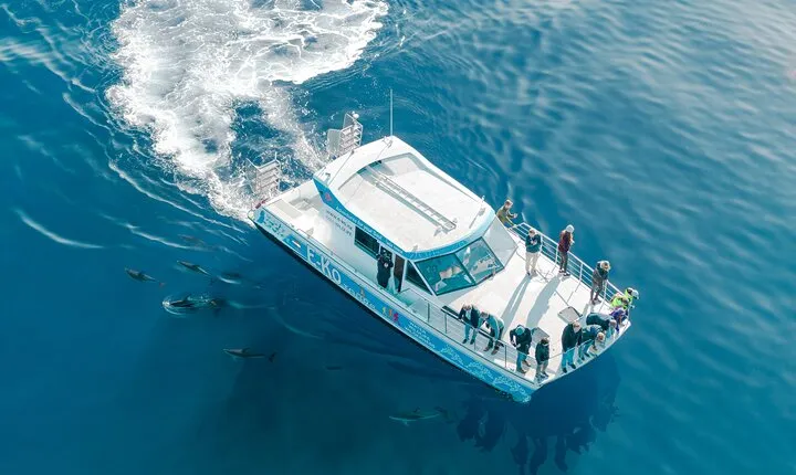 Motuara Wildlife Sanctuary Tour and Dolphin Cruise from Picton
