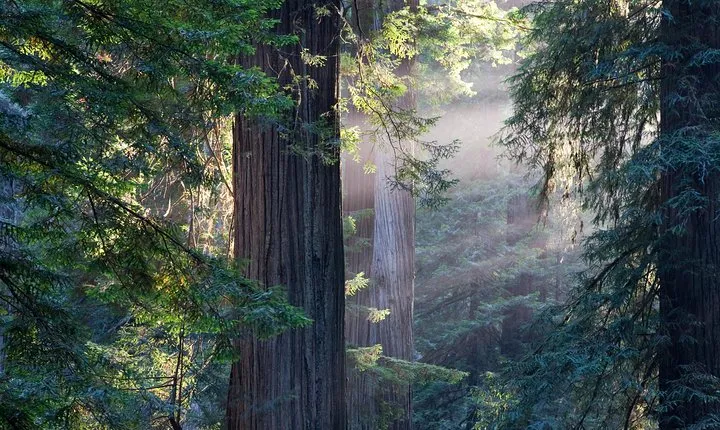 Mix & Save: Muir Woods and Sausalito + Escape From the Rock Cruise