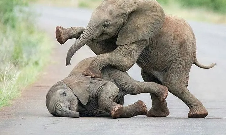 Day trip in Tarangire National Park