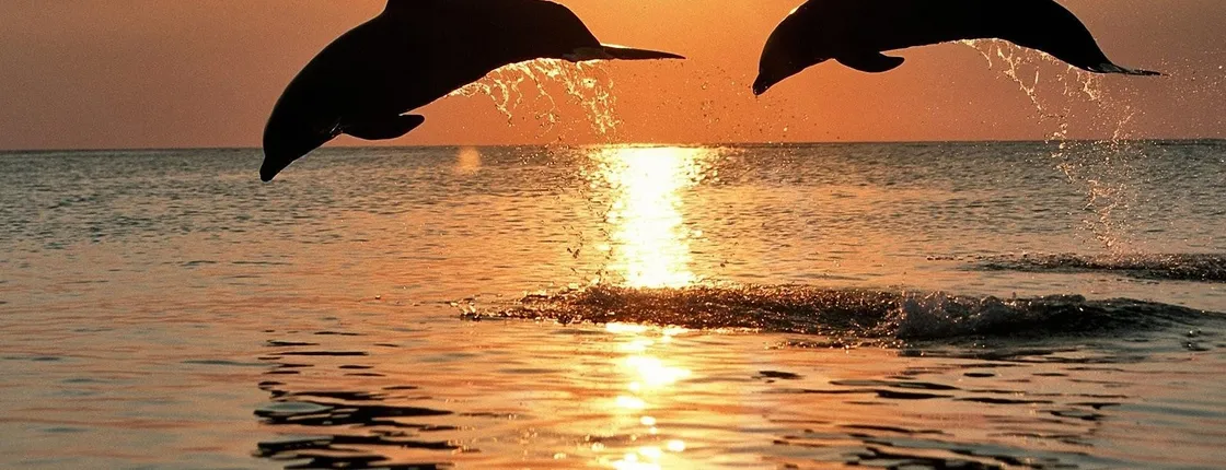 Pula dolphin-watching boat tour with dinner on board