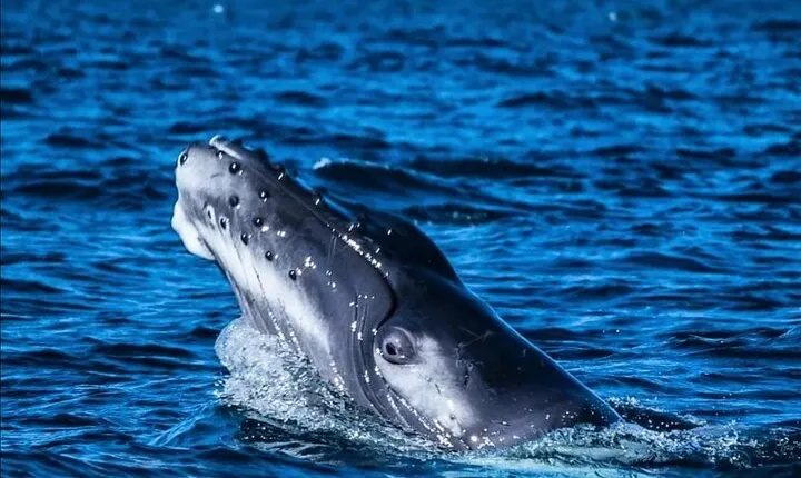 Whale Watching en San José del Cabo