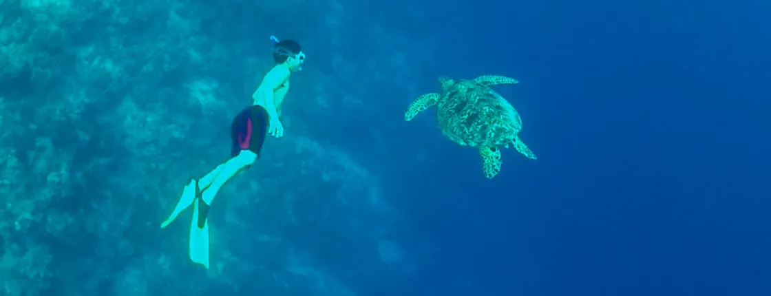 Moalboal Sardine Run, Pescador Island and Kawasan Falls Tour