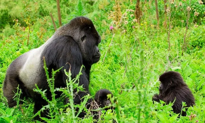 1 Day Gorilla Trekking Safari Tour