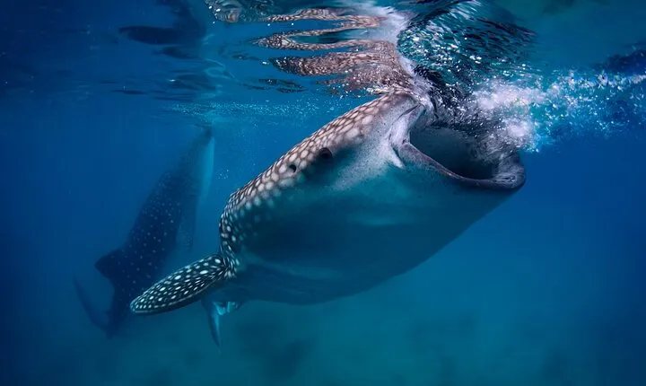 Cebu Ultimate Oslob Whale Shark and Moalboal Turtles Joiner Tour