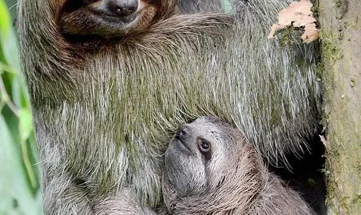 Goodman's Tour to the Sanctuary of Rescued Wild Animals