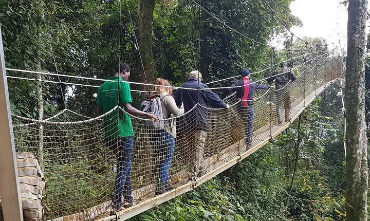 One Day Shared Canopy Tour in Nyungwe Forest National Park