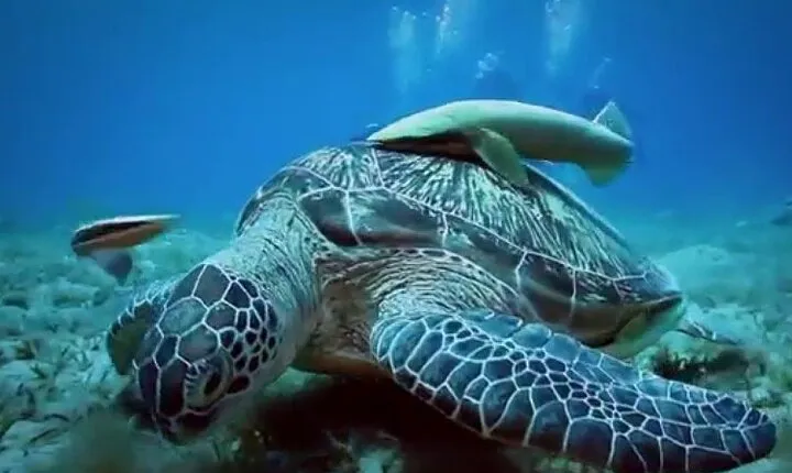 Swim with Turtles in Marsa Alam