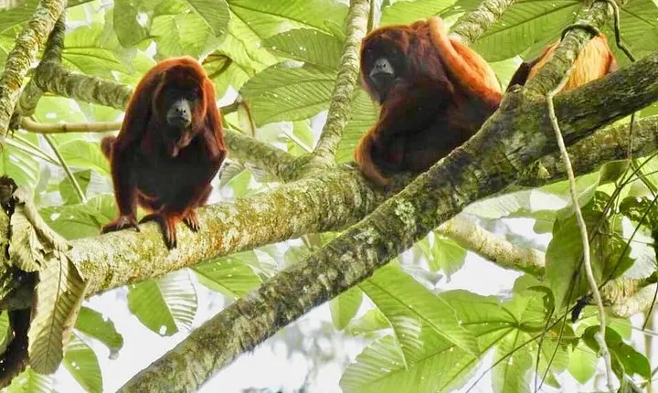 Looking for the Howler Monkey in Beards - Bremen