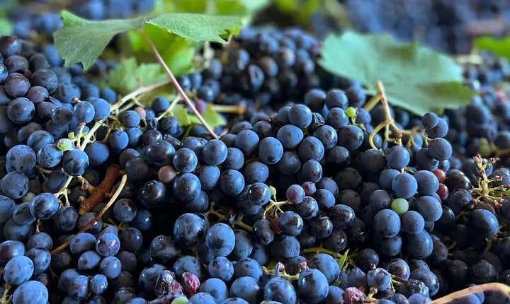 Grape Stomping Experience and Wine Tasting