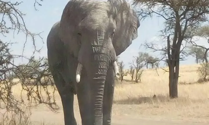 2 Days Tanzania Safari - Lake Manyara and Tarangire National Park