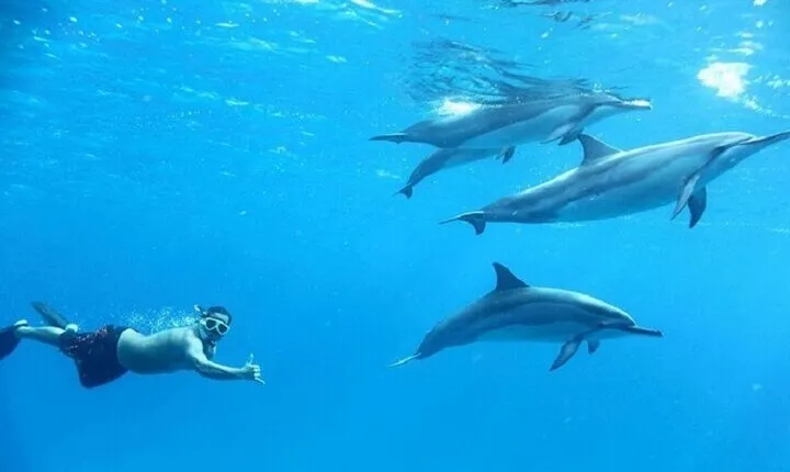 Swim with Dolphins Sea Trip Adventure with Lunch - Marsa Alam