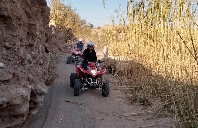Desert Quad Biking plus Camel Riding and Starry Dinner