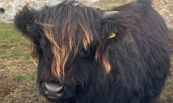 Scottish Whisky Distillery & Fairytale Dunrobin Castle