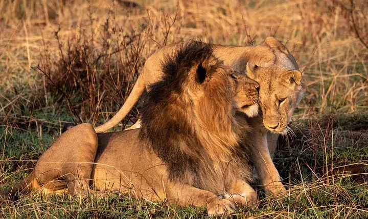 3 Days Masai Mara Big Five Odyssey with Private 4X4 JEEP