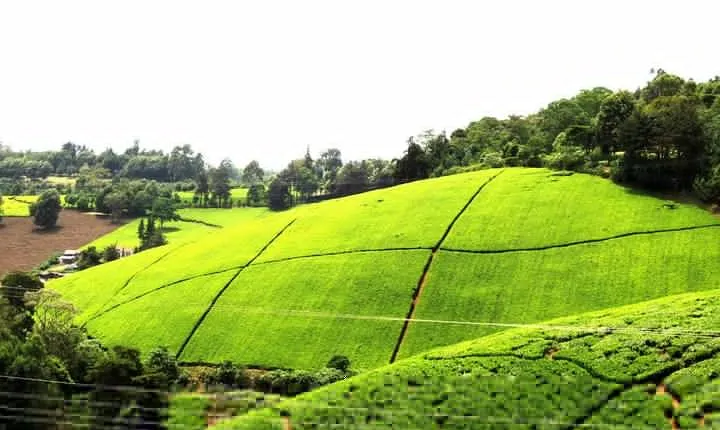 Kiambethu Tea Farm Day Tour from Nairobi 