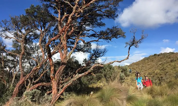Private Cajas National Park Tour through Cloud Forest and Moorlands