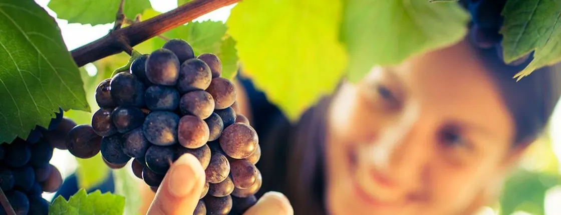San Gimignano, Chianti and Montalcino Tour from Siena with Wine Tasting