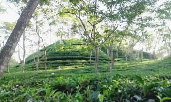 Srimangal nature tour in forest and tea garden