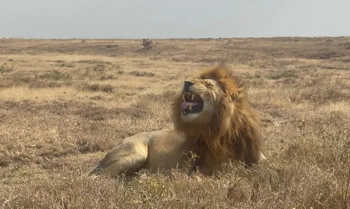 Private 4 Days Safari- Tarangire, Ngorongoro & Serengeti