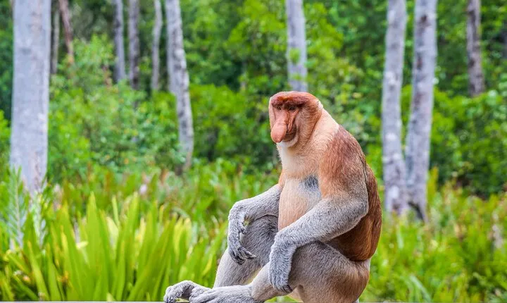 Sepilok Orang Utan, Labuk Bay Proboscis Monkey and Sun Bear Tour
