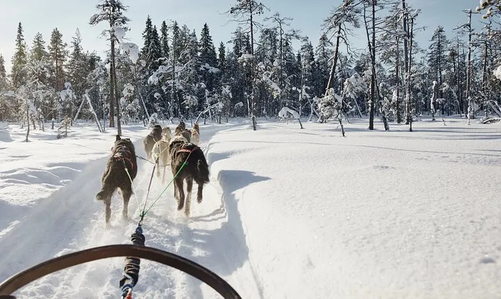 Santa's Husky Rides, 2.5km Husky ride at the Santa Claus Village