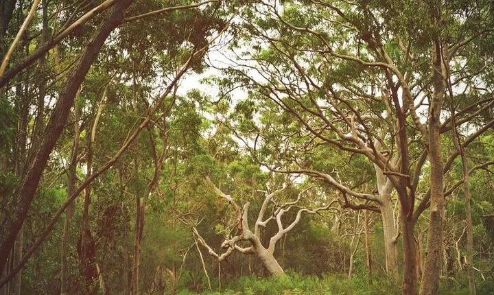 Day Trip To Cronulla & The Royal National Park
