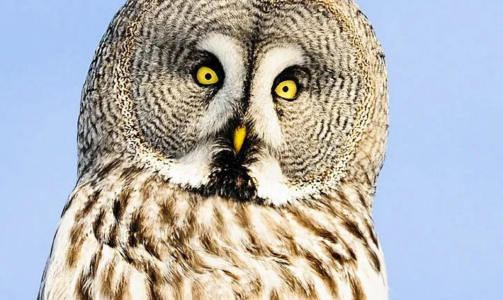 Visit Ranua Arctic Wildlife Park