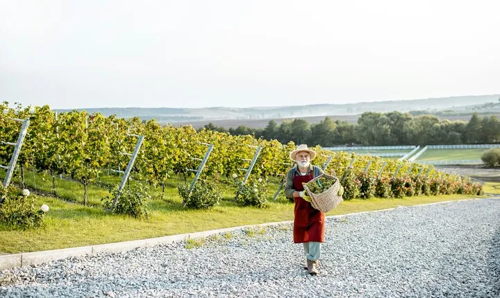 A Journey Through Bubbles Champagne Discovery