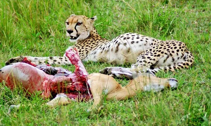  2 Days 1 Night Amboseli National Park Safari from Nairobi