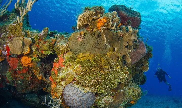 PADI Open Water Diver Course in the Riviera Maya