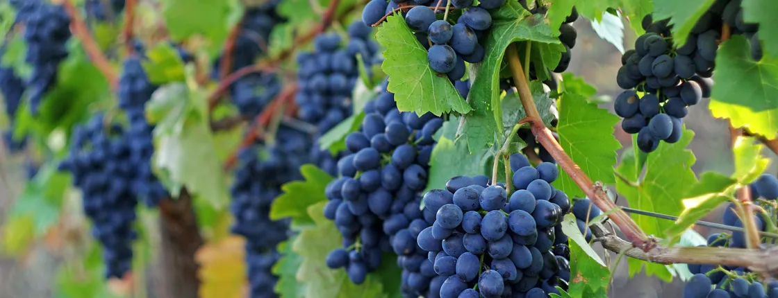 Sonoma and Napa Valley full-day wine tour from San Francisco