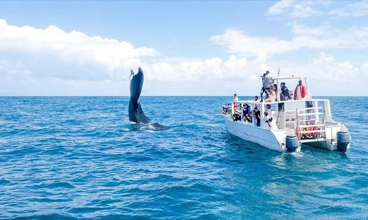 Full-day Whale watching Tour in Samana Bay from Punta Cana