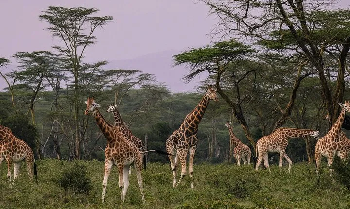 Day Safari To Nakuru National Park From Nairobi