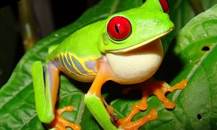 13 days: Jungle and Beach in Costa Rica