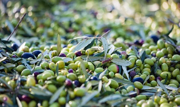 Private Wine and Olive Oil Tasting Tour with Lunch in Archanes