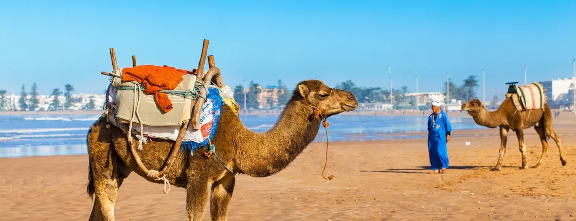 Day tour of Essaouira from Marrakech