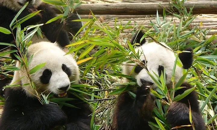 Private Day Tour: Chengdu Panda Base and Leshan Grand Buddha