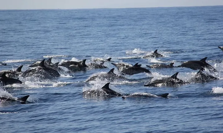 Swim With Wild Dolphins in Tauranga