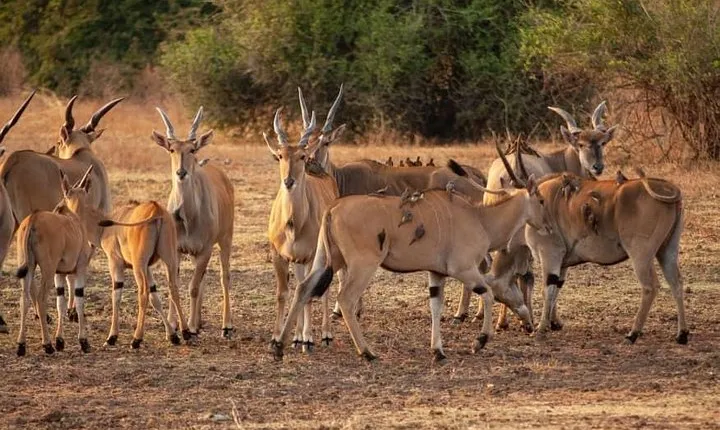 5-Day Norther Tanzania Luxury Safari