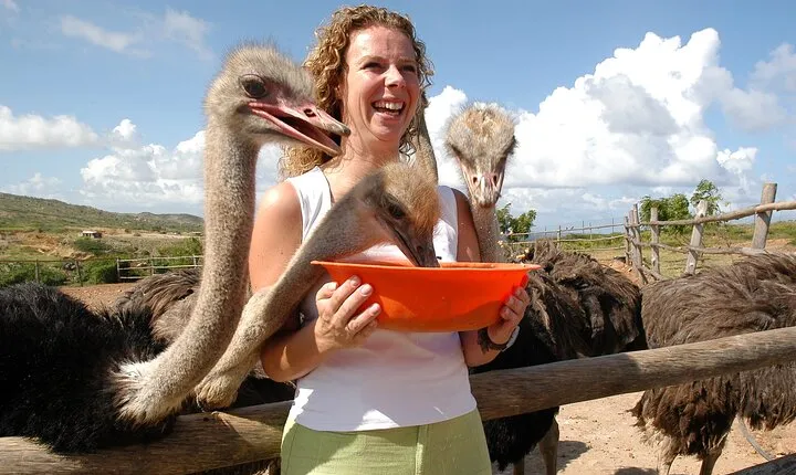 Aruba Ostrich Adventures Entrance Ticket and Unique Tour