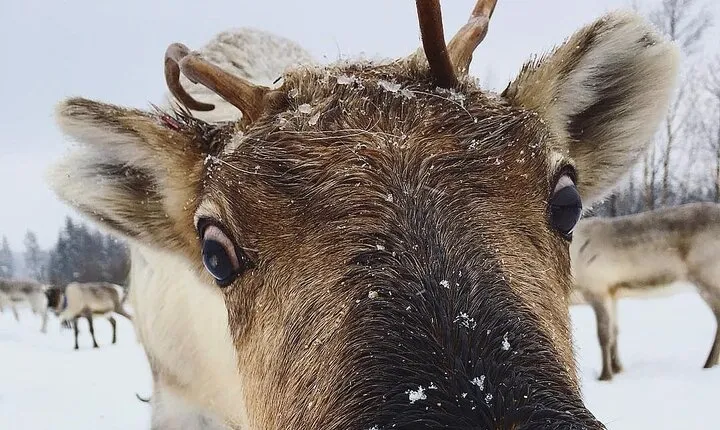 ROVANIEMI: Reindeer Farm Visit and Walking