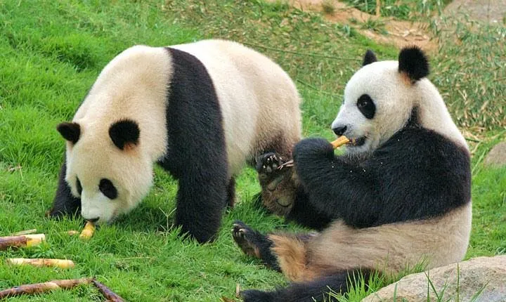 Private Chengdu Impression Day Tour including Panda Base