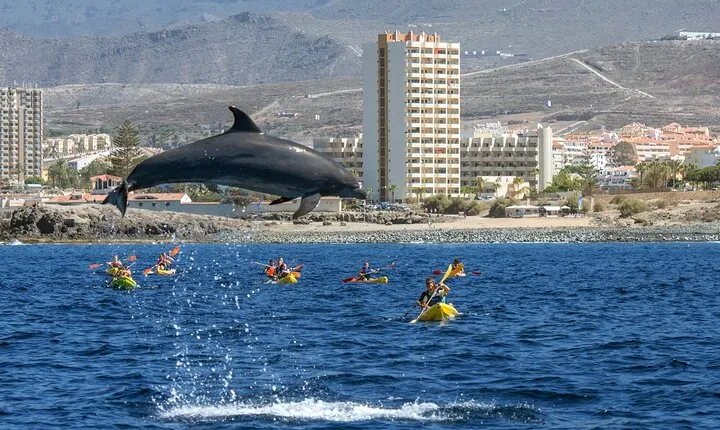 Whale and Dolphin Watching EcoAdventure in Tenerife