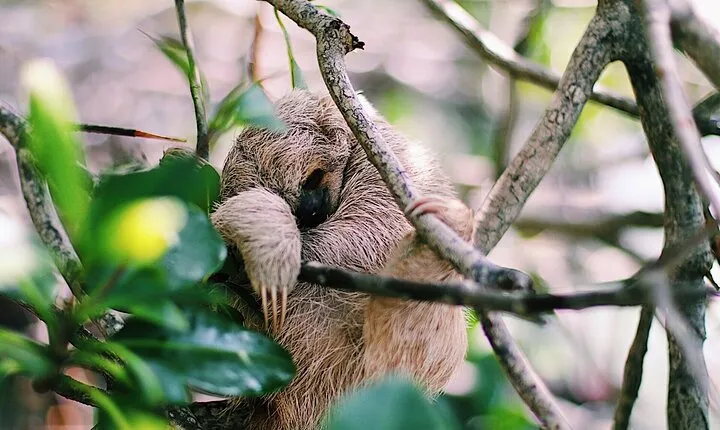 Monkeys & sloth hangout,Chocolate Factory,Rum Factory, island tour/Beach