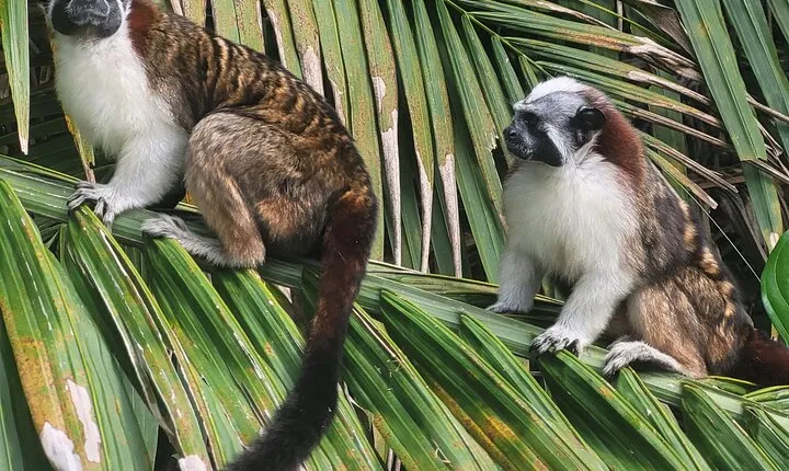 Guided Tour in Sloth Sanctuary and Monkey Island