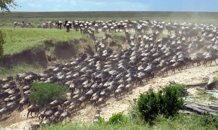 4-Day Tour to Tarangire, Serengeti and Ngorongoro