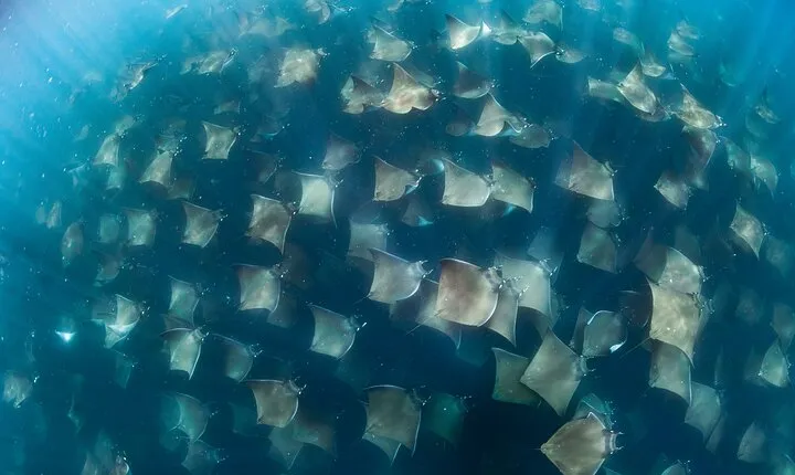 Ocean Safari in San Jose del Cabo